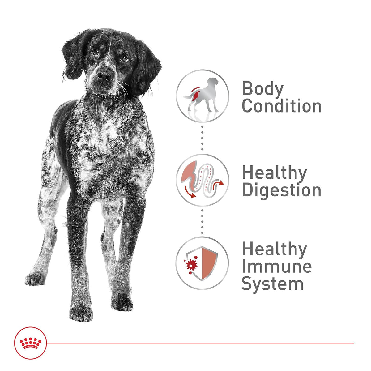 Royal CANIN - Alimento seco para perros adultos SIZE HEALTH NUTRITION MEDIUM, 17 libras
