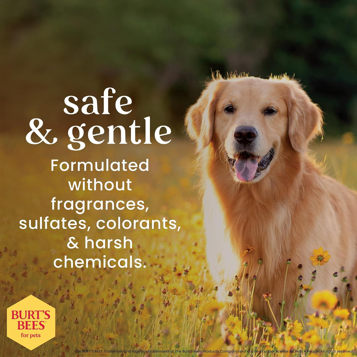 Burt's Bees for Dogs Acondicionador natural de avena con harina de avena coloidal y miel | Champú para cachorros y perros, 10 oz