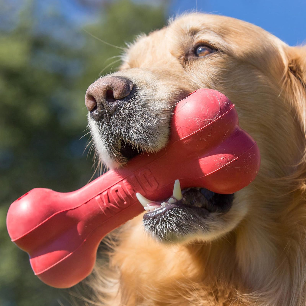 Kong Goodie Bone Juguete para Perro con Forma de Hueso, color Rojo, Mediano