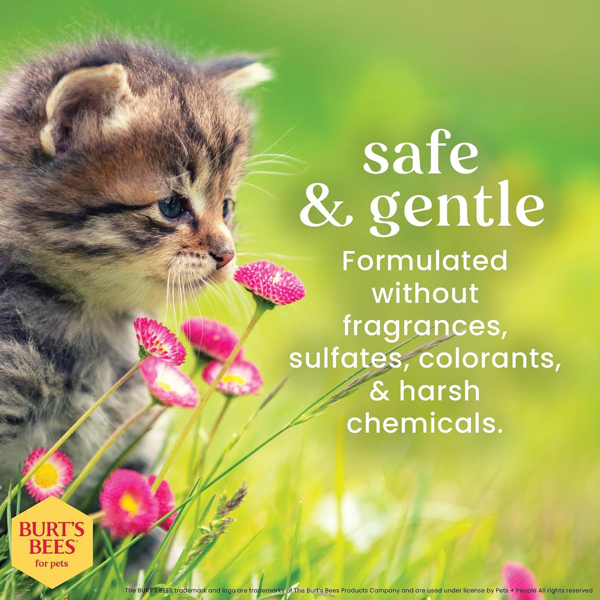 Burt's Bees for Kittens Champú Sin Lágrimas SC04472 | 10 oz, 1 paquete, con suero de leche, sin fragancia