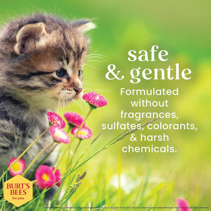 Burt's Bees for Kittens Champú Sin Lágrimas SC04472 | 10 oz, 1 paquete, con suero de leche, sin fragancia