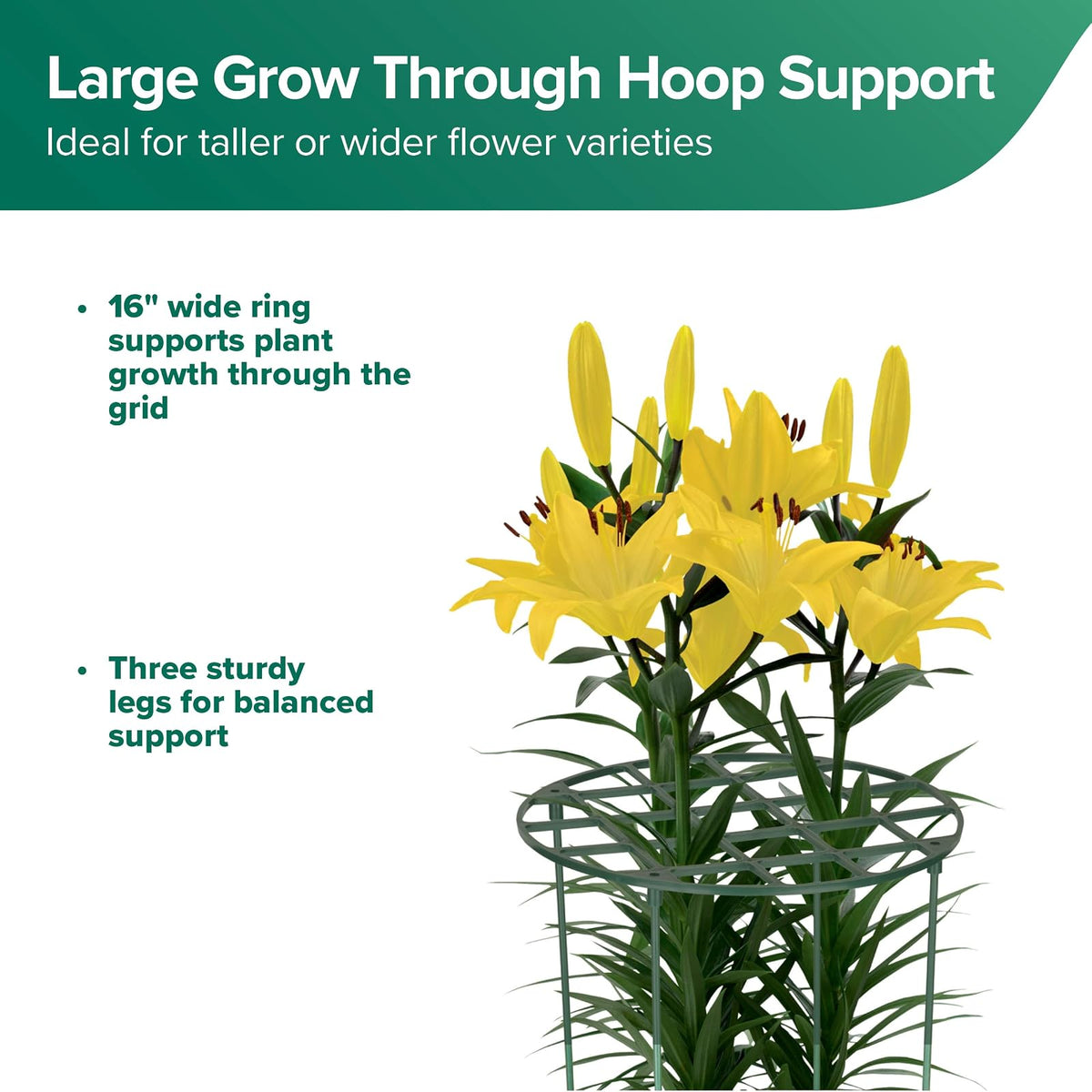 Gardman R754 Grow Through Hoops con 3 Patas, 16 Pulgadas de Ancho x 62 Pulgadas de Alto.