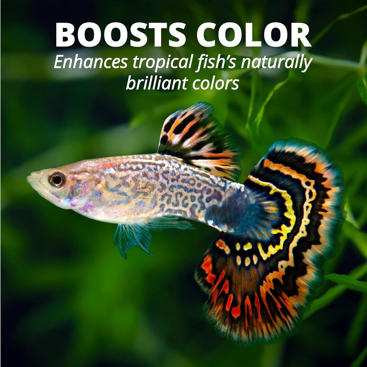 Tetra Tetrapro Alimento Color Crisp para Peces con 210 Gramos