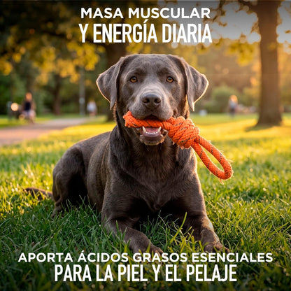 CAMPI, Croquetas para Perro Adulto CanPro MAX, 15% de Proteína, Sabor a Res y Pollo, Alimento con Vitaminas y Minerales, Costal de 20 kg
