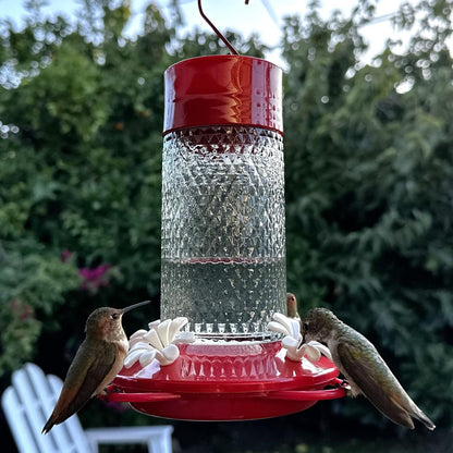 Nature's Way - Alimentador de colibrí de Vidrio Colgante para decoración al Aire última intervensión, alimentador de néctar de Capacidad de 13 onzas, Foso de Hormiga, 4 Puertos Flexibles fáciles de