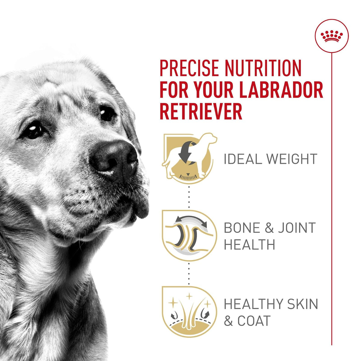 ROYAL CANIN Alimento Seco para Perro Adulto Raza Labrador Retriever, 7.7 kg
