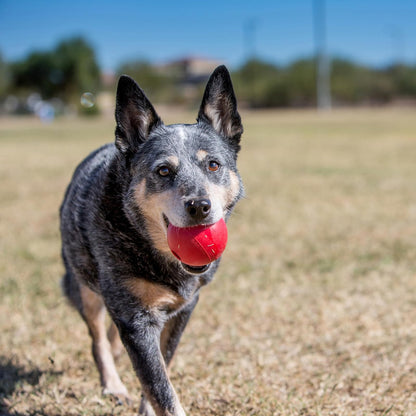 Kong - Ball with Hole - Durable Rubber, Fetch Toy