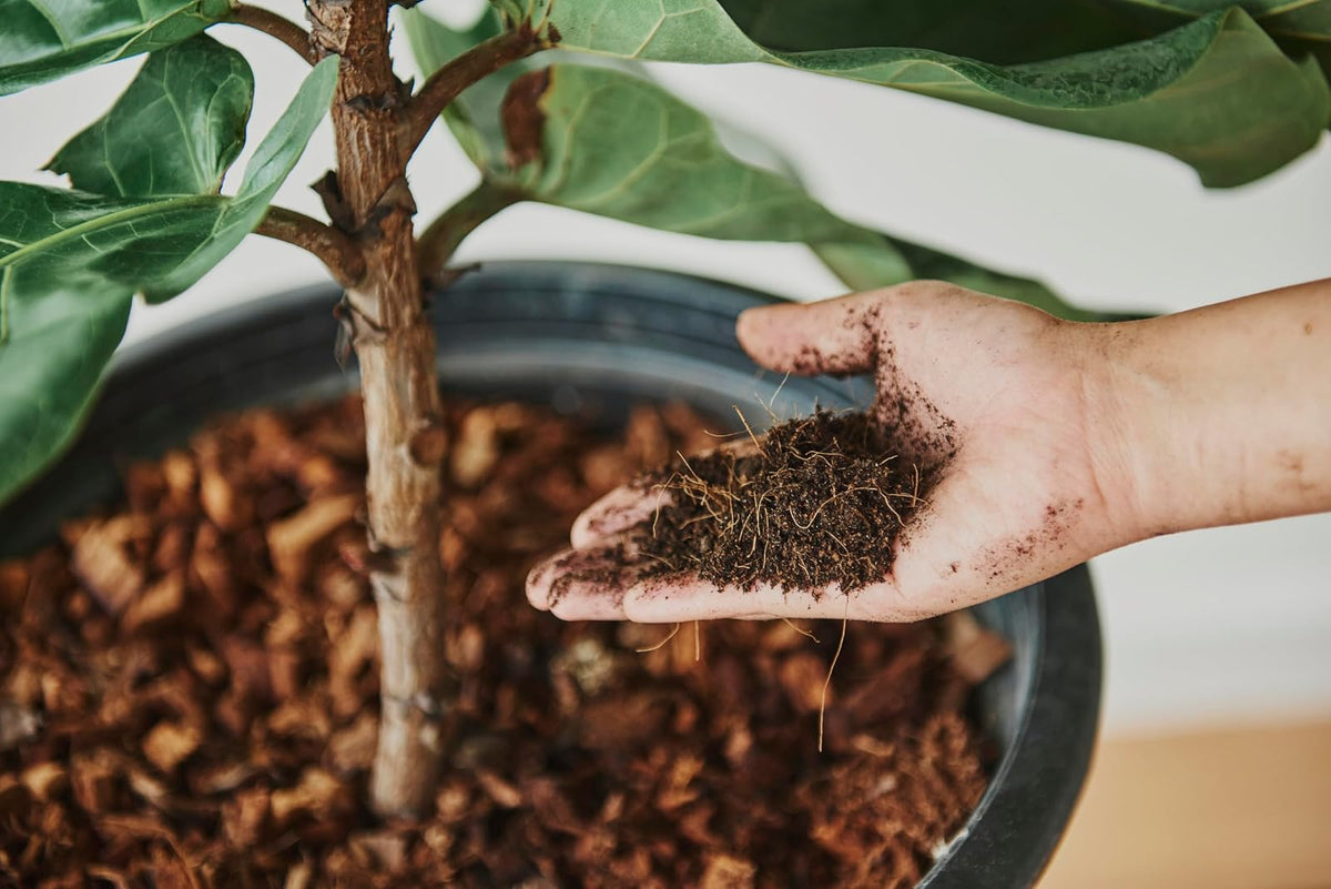 PISUMMA Sustrato Orgánico para Árboles y Arbustos – 30 L | Enriquecido con Materia Natural para Raíces Fuertes y Suelos Saludables | Ideal para Jardinería Sostenible en Exteriores e Interiores