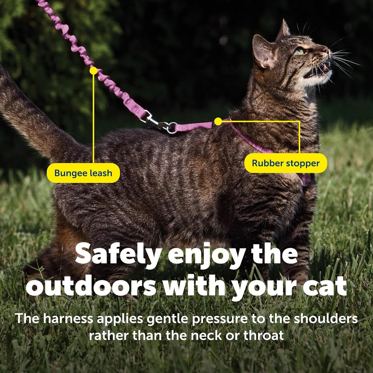PetSafe Come with Me - Arnés de Gatito y Correa elástica, arnés para Gatos, NA, Rosa DE PULSERO/Burgundy, Mediano
