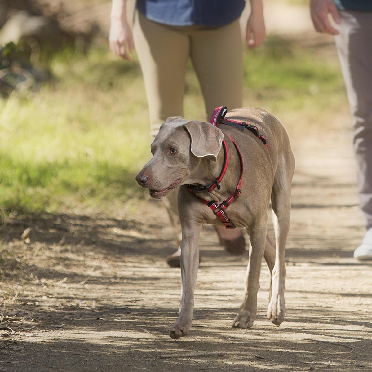Halti Walking Harness | Ajuste Arnés Para Perros Con Cinta Reflectante, Talla Pequeña, Roja