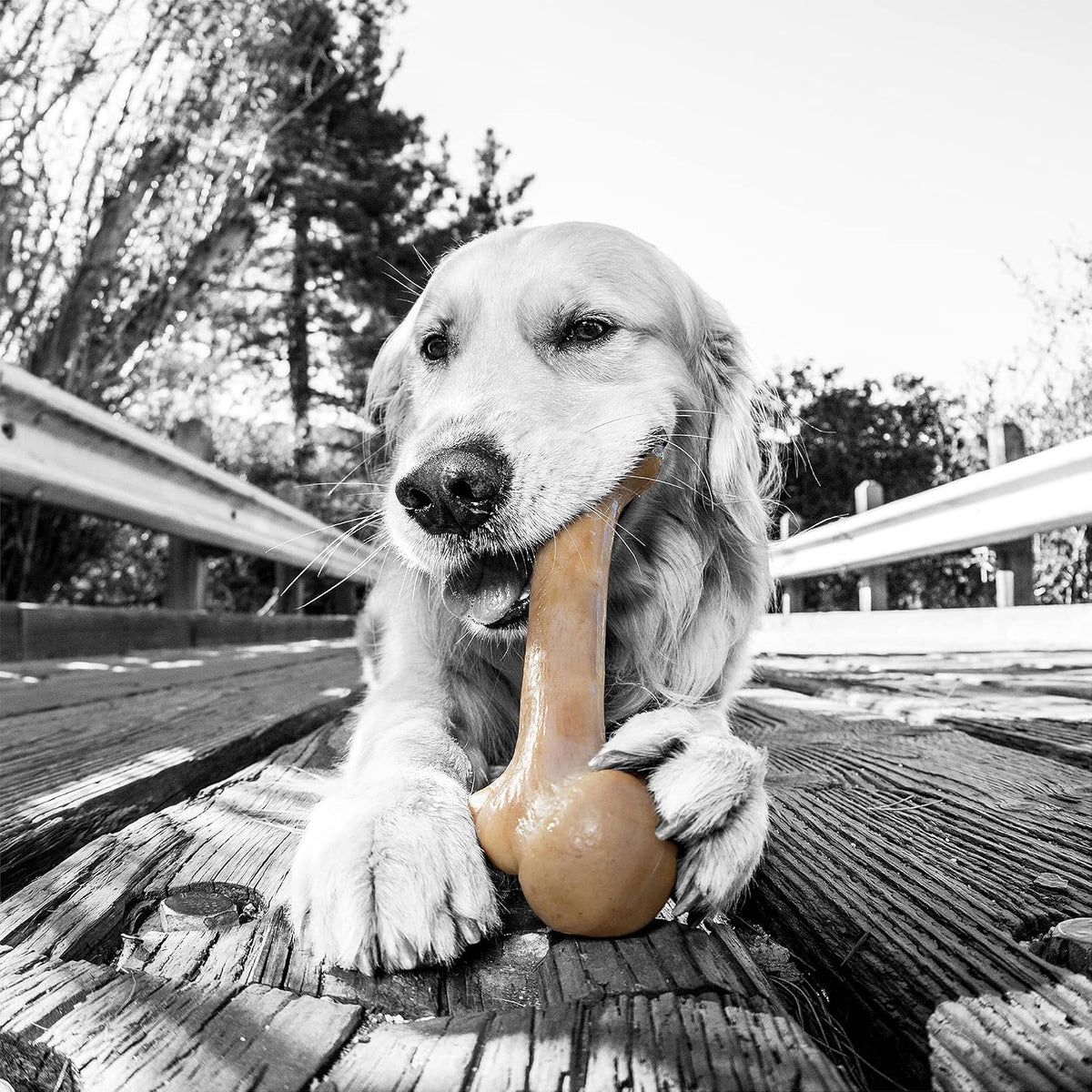 Pet Qwerks BBQ BarkBone Dog Chew Toys for Aggressive Chewers, Made in USA