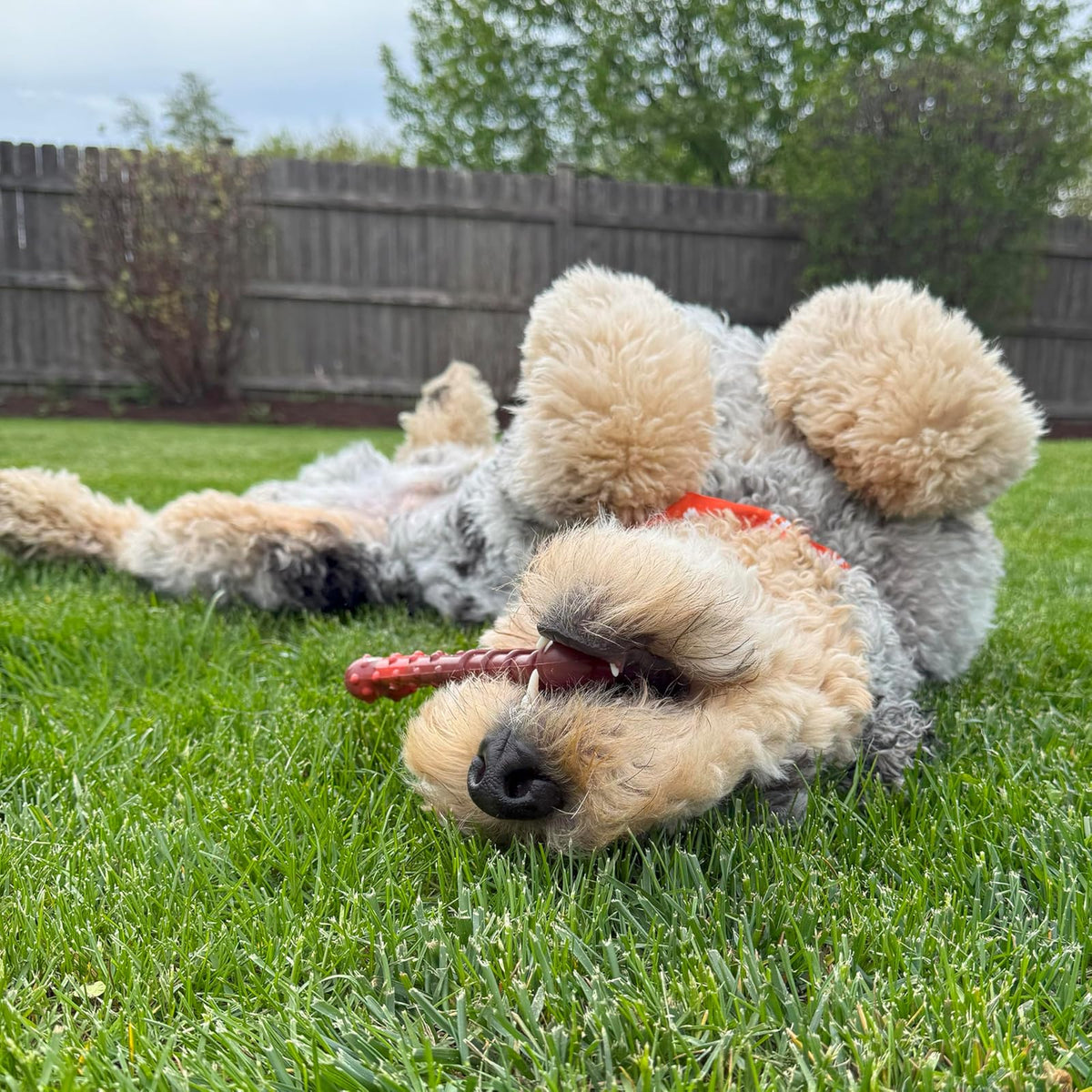 Nylabone Power Chew Textured Long Lasting Dog Chew Toy Beef Jerky Wolf