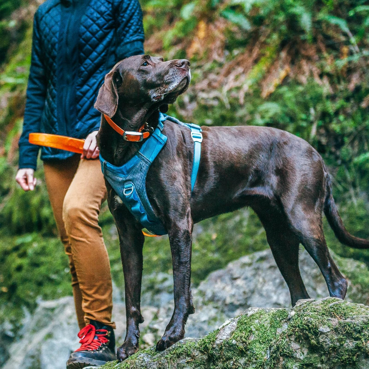 Kurgo Dog Harness for Medium, & Small Active Dogs | Pet Hiking Harness for Running & Walking | Everyday Harnesses for Pets | Reflective | Journey Air | Blue/Grey 2018 | Large