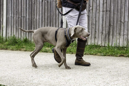 Company of Animals Arnés Anti tirones HALTI - para Evitar Que tu Perro Tire de la Correa, Ajustable, Ligero y Fácil de Usar. Reflexiva Adiestramiento canino Arnés para Perros Grandes (Talla L)