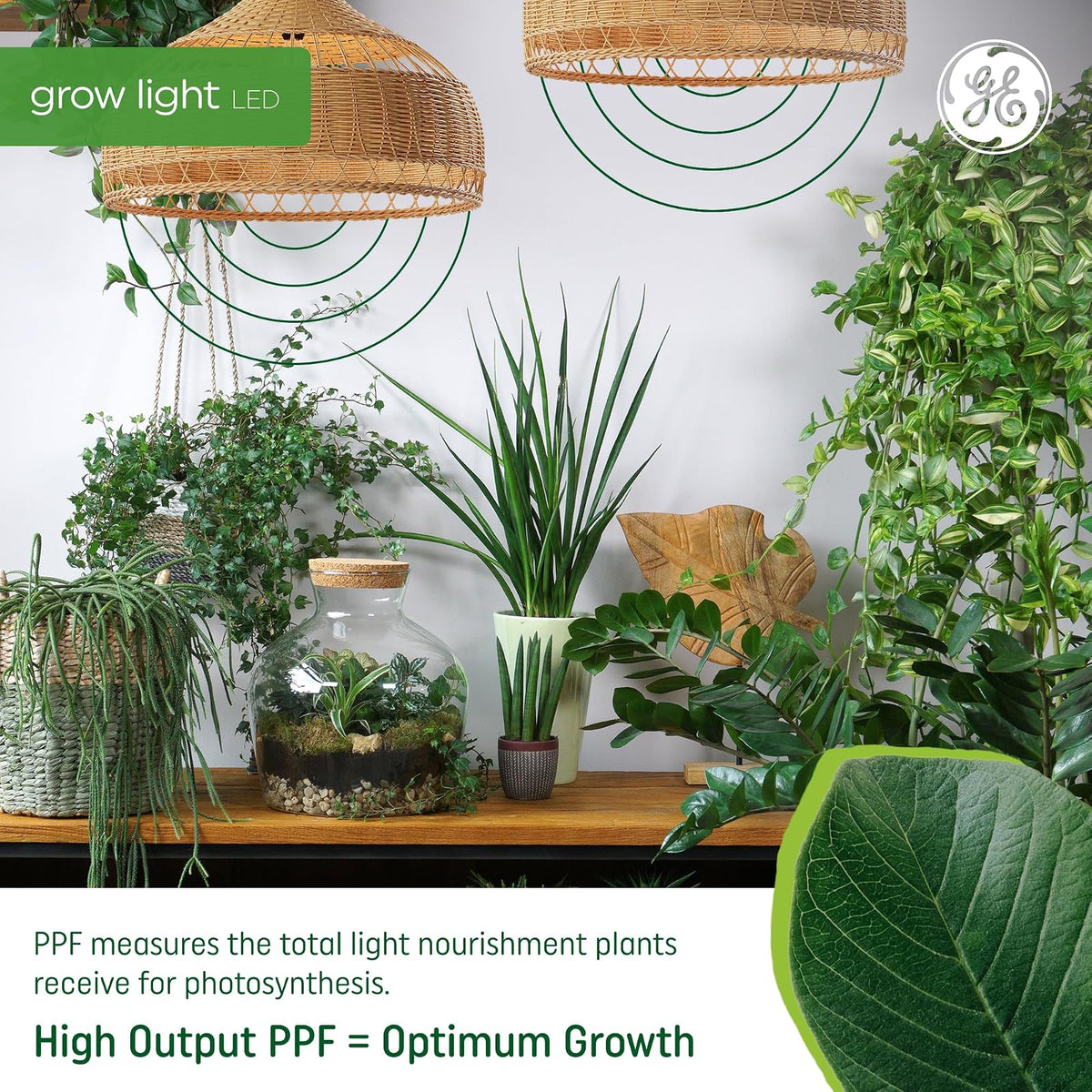 GE - Luces de cultivo para plantas de interior, bombillas LED A19 para flores y frutas con espectro avanzado de luz roja, luz blanca para plantas de interior, 25.000 horas de vida útil, 15 PPF,