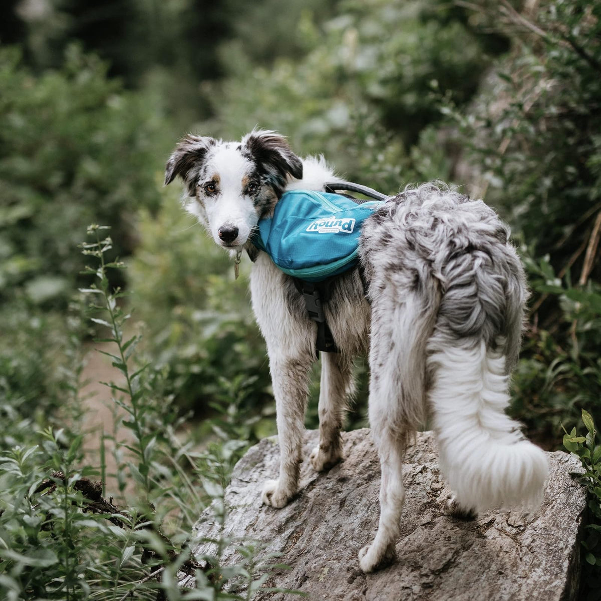 Mochila para perros Daypak de Outward Hound, Azul, Large