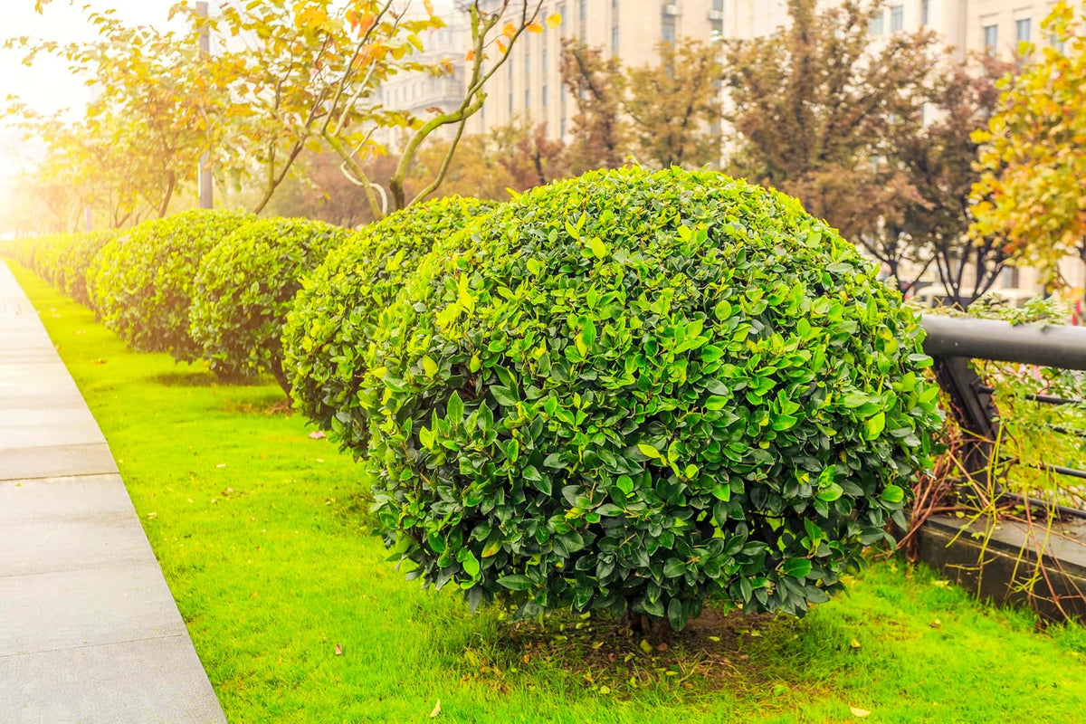 PISUMMA Sustrato Orgánico para Árboles y Arbustos – 30 L | Enriquecido con Materia Natural para Raíces Fuertes y Suelos Saludables | Ideal para Jardinería Sostenible en Exteriores e Interiores