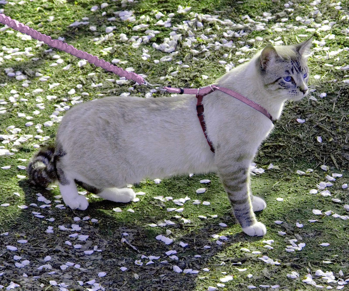 PetSafe Come with Me - Arnés de Gatito y Correa elástica, arnés para Gatos, NA, Rosa DE PULSERO/Burgundy, Mediano