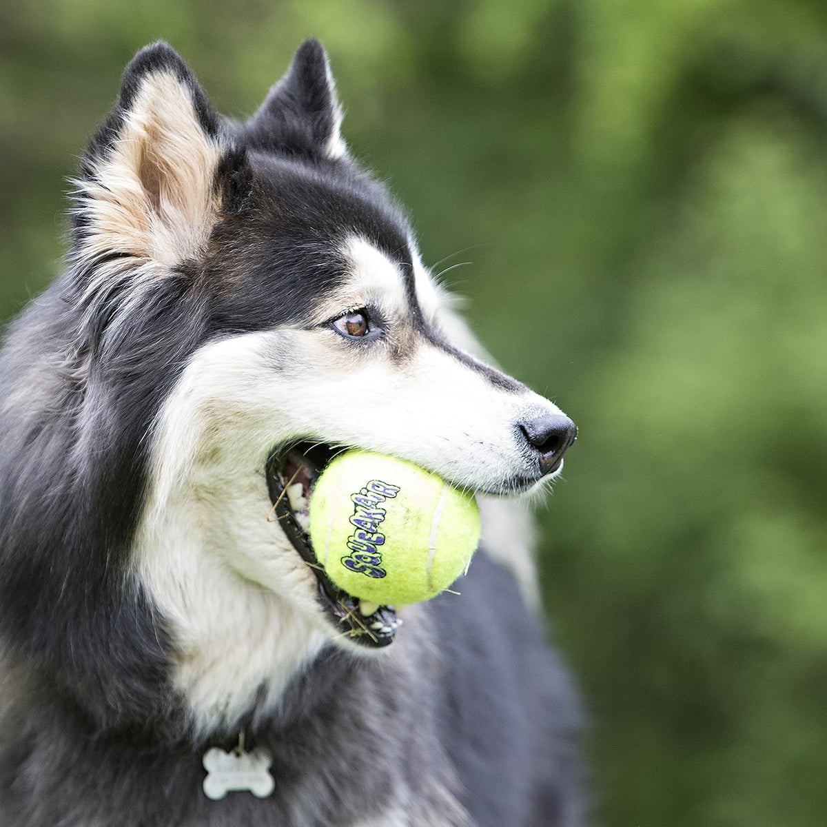 KONG Squeaker Tennis Balls, Small Dog Toy, 3-Pack